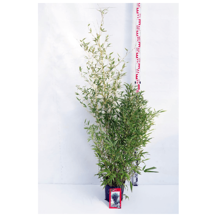 Pluoštinis didbambukis (Lot Phyllostachys bissetii) C5/P23 100-125 CM | BAMBUKAI | SMILGOS - VARPINIAI AUGALAI