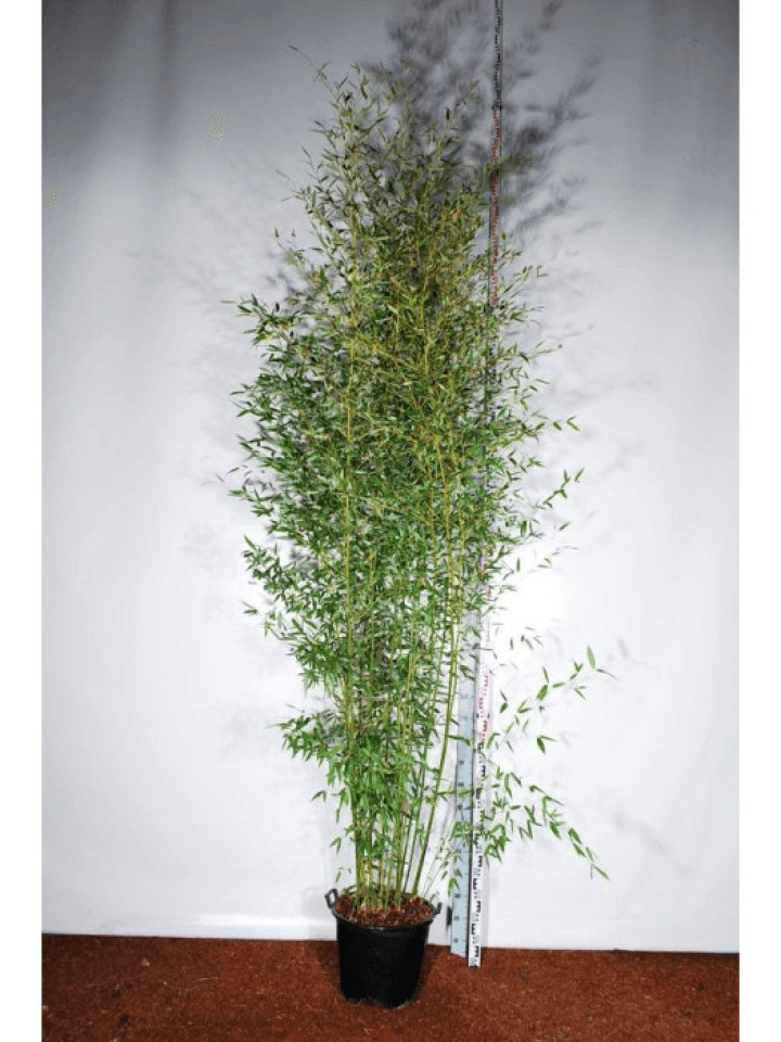 Pluoštinis didbambukis (Lot Phyllostachys bissetii) C35 250-300 CM | BAMBUKAI | SMILGOS - VARPINIAI AUGALAI