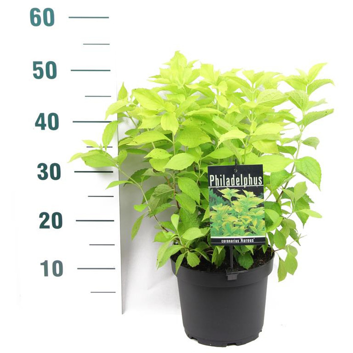 Jazminas darželinis (Lot Philadelphus cor.) 'Aureus' C3/P19 40-50 CM | JAZMINAI | KRŪMAI