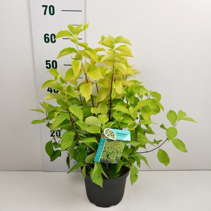 Jazminas darželinis (Lot Philadelphus cor.) 'Aureus' C3/P19 40-50 CM | JAZMINAI | KRŪMAI