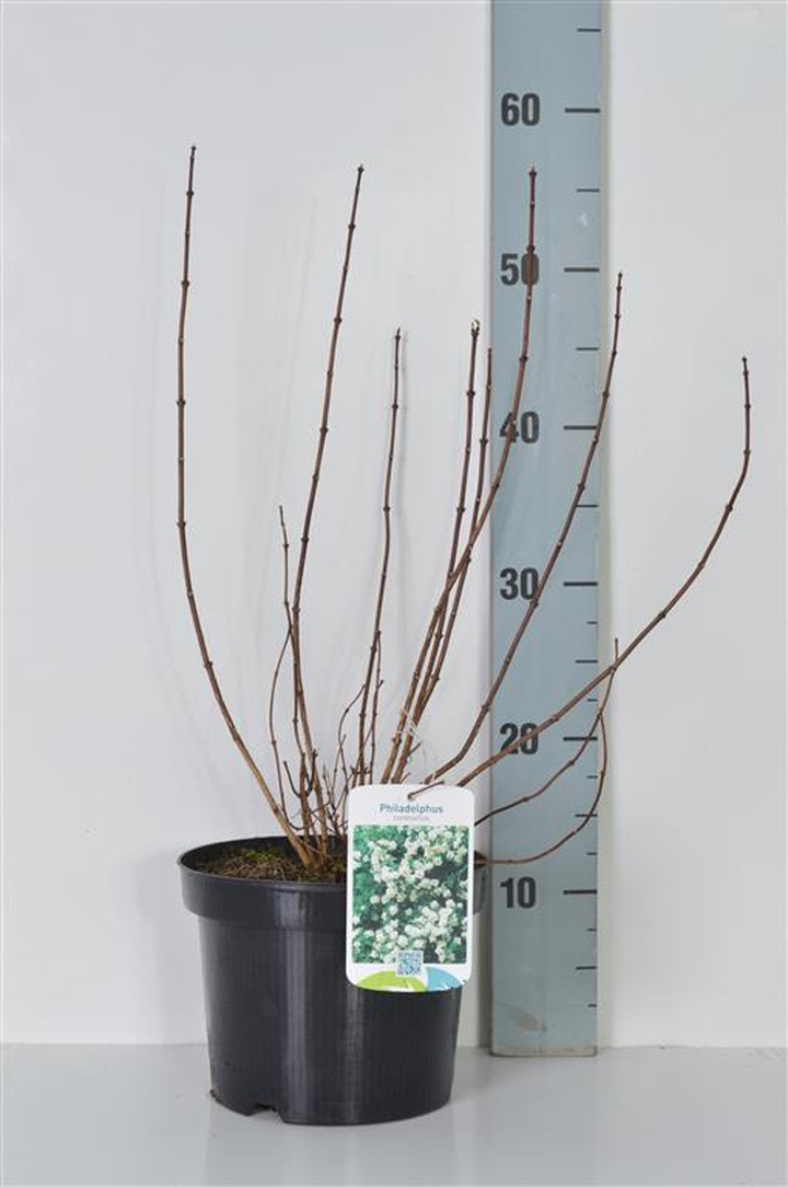 Jazminas darželinis (Lot Philadelphus coronarius)  C3/P19 30-40 CM