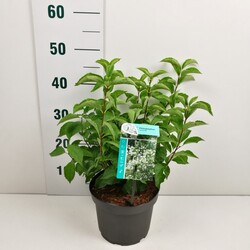 Jazminas darželinis (Lot Philadelphus coronarius)  C3/P19 40-50 CM