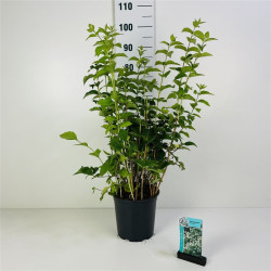 Jazminas darželinis (Lot Philadelphus coronarius)  C6,5/P24 60-80 CM
