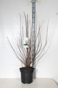 Jazminas darželinis (Lot Philadelphus coronarius)  C12 100-125 CM