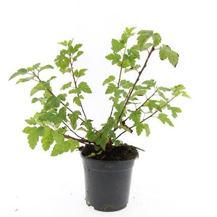 Pūslenis kamuolėtasis (Lot Physocarpus capitatus) 'Tilden Park' C1,5/P15 | PŪSLENIAI | KRŪMAI
