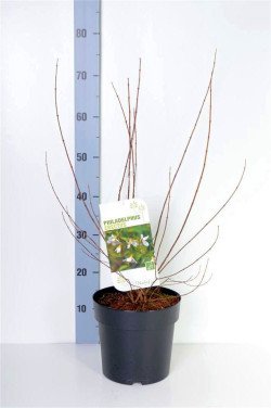 Jazminas (Lot Philadelphus) 'Erectus' C4/P21 50-60 CM | JAZMINAI | KRŪMAI