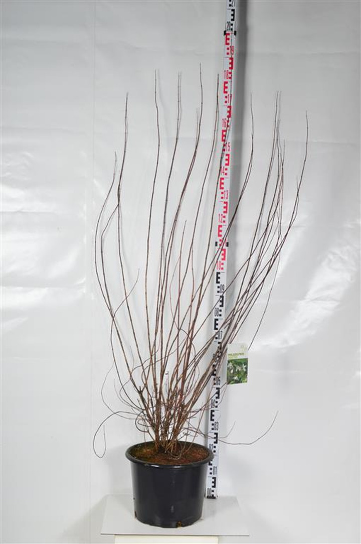 Jazminas (Lot Philadelphus) 'Erectus' C20 125-150 CM | JAZMINAI | KRŪMAI