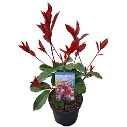 Fotinija (Lot Photinia fraseri) 'Camilvy' C3/P19 25-30 CM