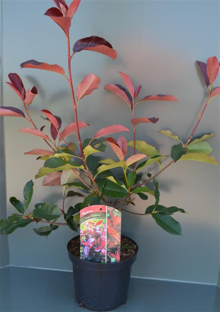 Fotinija (Lot Photinia fraseri) 'Camilvy' C3/P19 40-50 CM