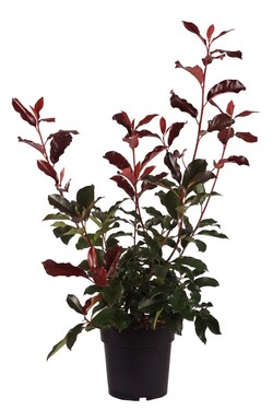 Fotinija (Lot Photinia fraseri) 'Camilvy' C5/P23 50-60 CM