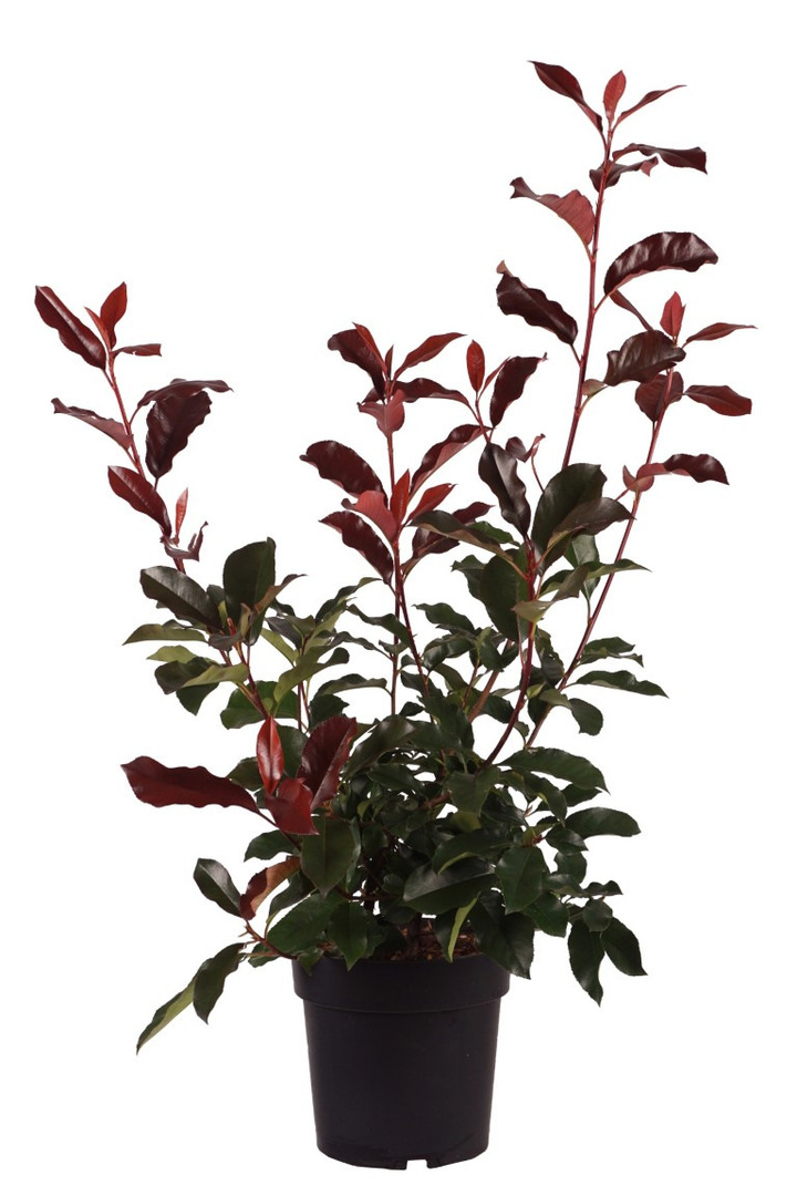 Fotinija (Lot Photinia fraseri) 'Camilvy' C5/P23 50-60 CM