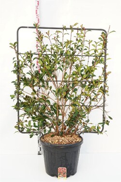 Fotinija (Lot Photinia fraseri) 'Carre Rouge' C45 ESPAL. 120H100W