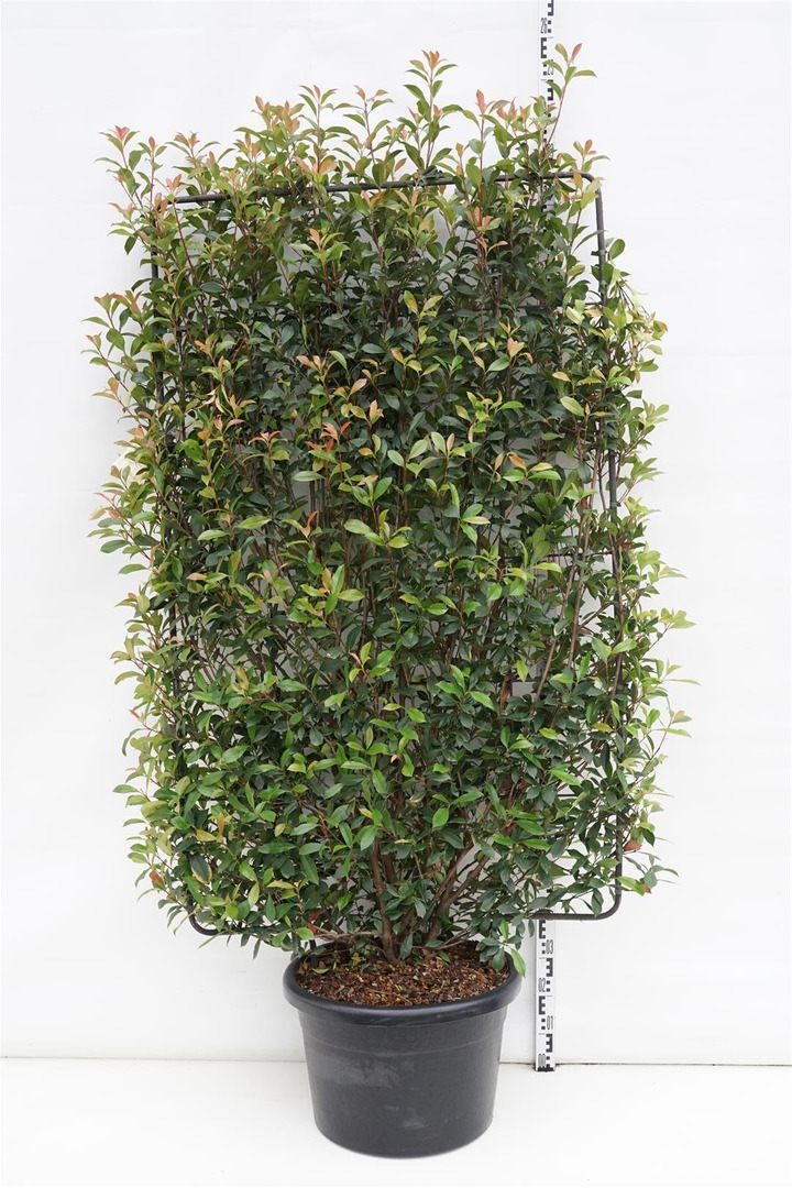 Fotinija (Lot Photinia fraseri) 'Carre Rouge' C60 190H110W | FOTINIJOS | KRŪMAI