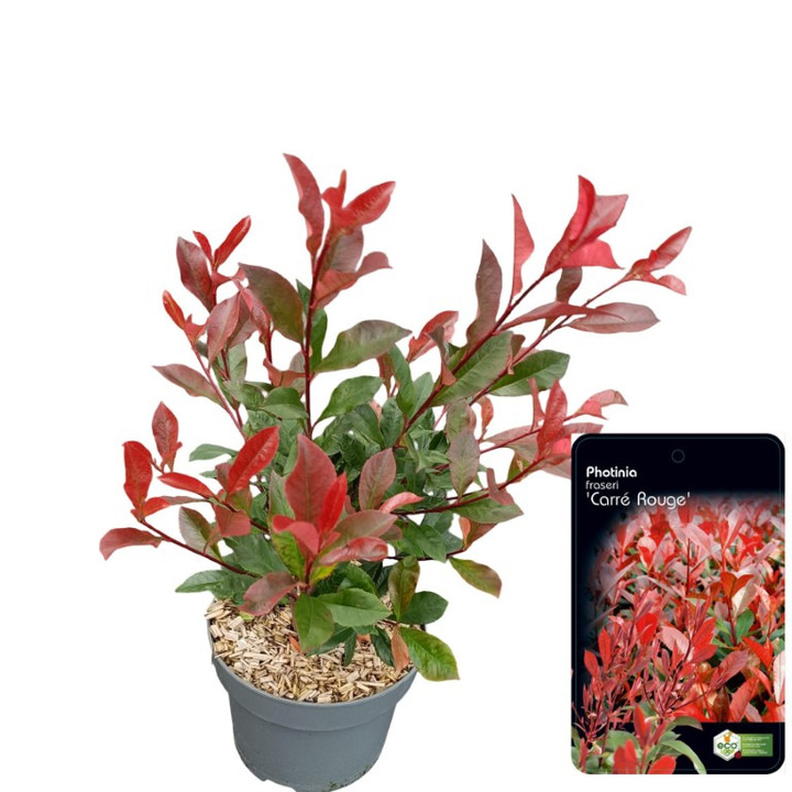 Fotinija (Lot Photinia fraseri) 'Carre Rouge' C2/P17 30-40 CM
