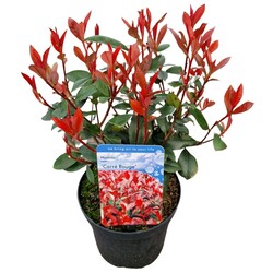 Fotinija (Lot Photinia fraseri) 'Carre Rouge' C3/P19 30-40 CM
