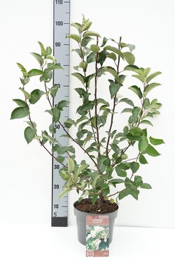 Fotinija (Lot Photinia fraseri) 'Carre Rouge' C4/P21 40-60 CM