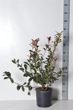 Fotinija (Lot Photinia fraseri) 'Carre Rouge' C5/P23 50-60 CM
