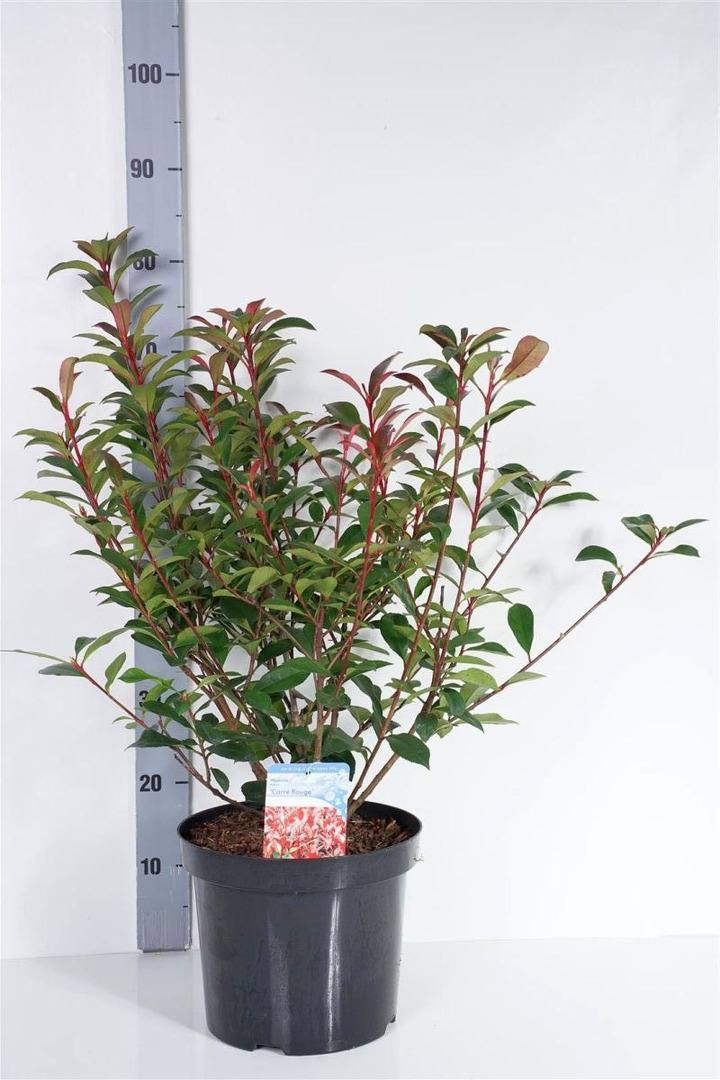 Fotinija (Lot Photinia fraseri) 'Carre Rouge' C7,5/P26 50-60 CM