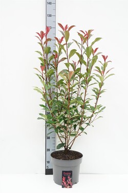 Fotinija (Lot Photinia fraseri) 'Carre Rouge' C7,5/P26 60-80 CM
