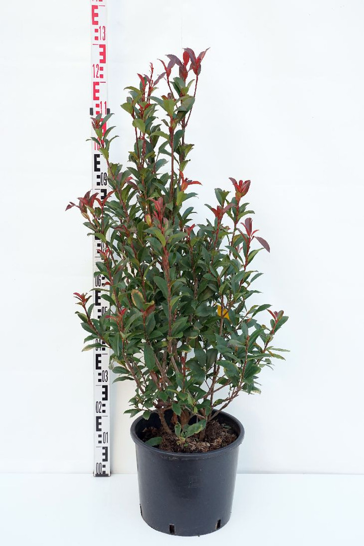 Fotinija (Lot Photinia fraseri) 'Carre Rouge' C15 100-125 CM