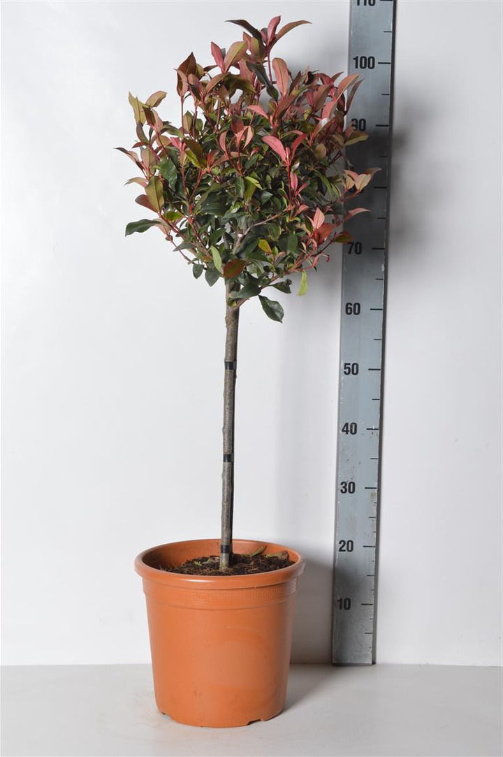 Fotinija (Lot Photinia fraseri) 'Carre Rouge' C9 STIEBAS 40 CM
