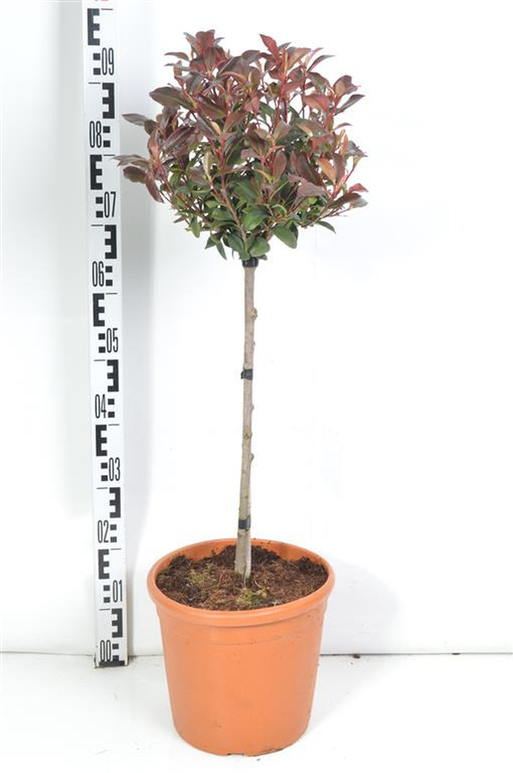 Fotinija (Lot Photinia fraseri) 'Carre Rouge' C9 STIEBAS 40 CM
