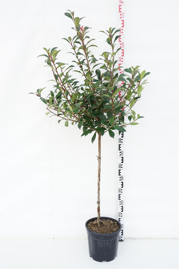 Fotinija (Lot Photinia fraseri) 'Carre Rouge' C10 STIEBAS 80 CM