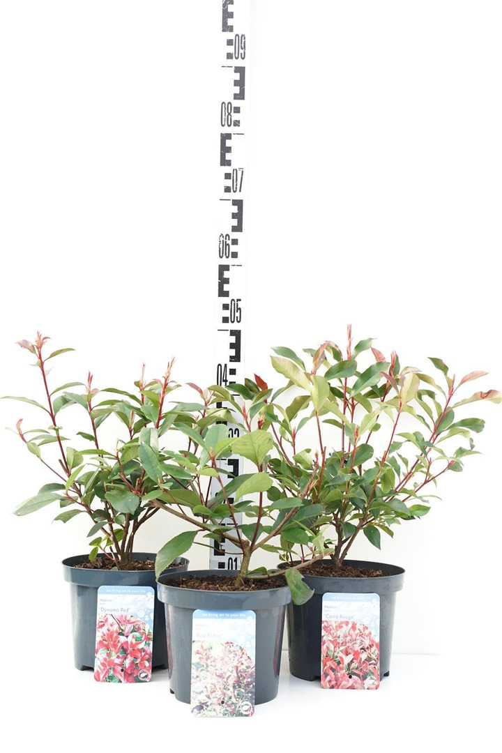 Fotinija MIX  (Lot Photinia fraseri)  C3/P19 30-40 CM