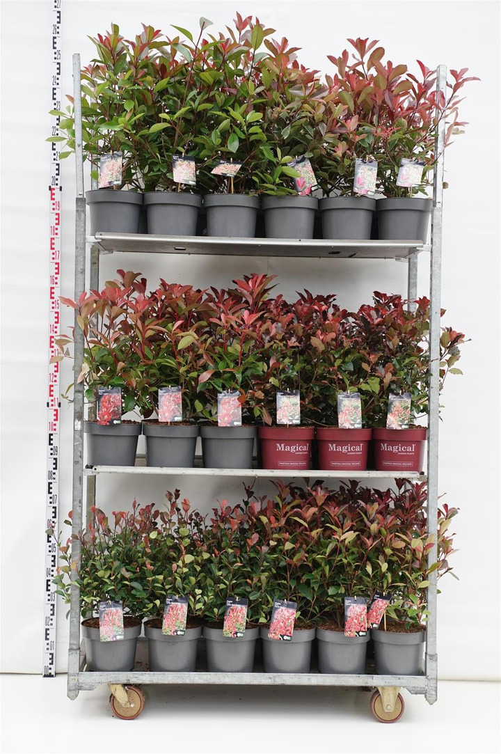 Fotinija MIX  (Lot Photinia fraseri)  5x9 'Little Red Robin', 'Louise', 'Red Robin', 'Carre Rouge', 'Red Light' & 1x9 'Magical V