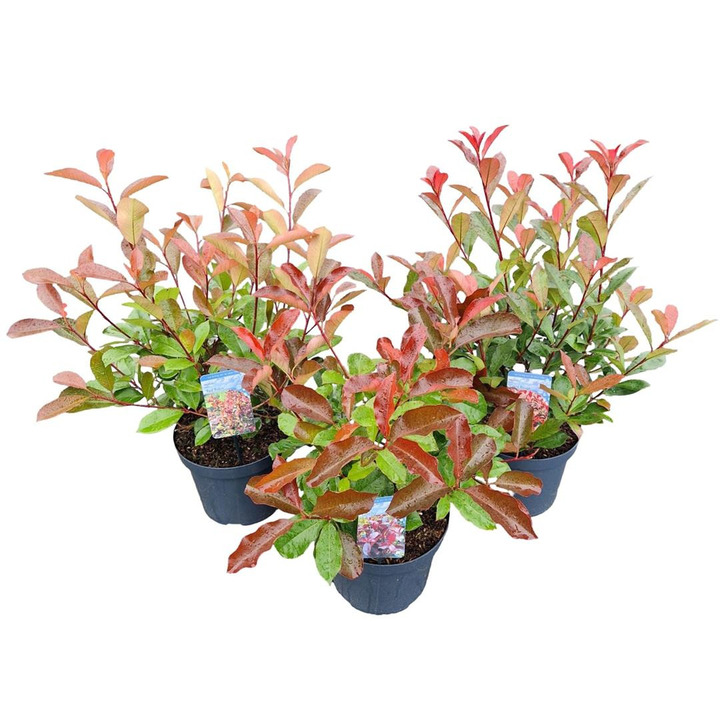 Fotinija MIX  (Lot Photinia fraseri)  3x12 'Dynamo Red', 'Camilvy' & 'Red Robin' C7,5/P26 50-60 CM