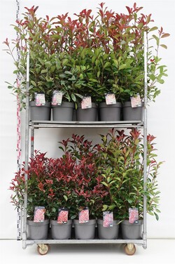 Fotinija MIX  (Lot Photinia fraseri)  4x5 'Louise', 'Red Robin', 'Carre Rouge' & 'Red Light' C10