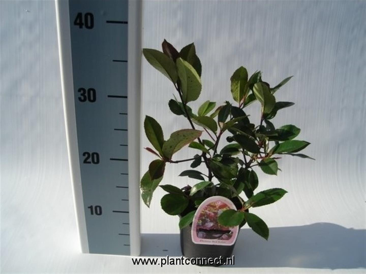 Fotinija (Lot Photinia fraseri) 'Louise' C2/P17 30-35 CM | FOTINIJOS | KRŪMAI