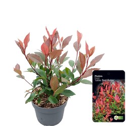 Fotinija (Lot Photinia fraseri) 'Little Red Robin' C2/P17 20-30 CM | FOTINIJOS | KRŪMAI