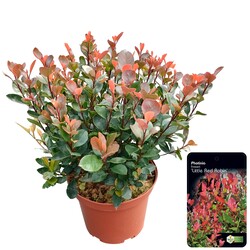 Fotinija (Lot Photinia fraseri) 'Little Red Robin' C5/P23 30-40 CM