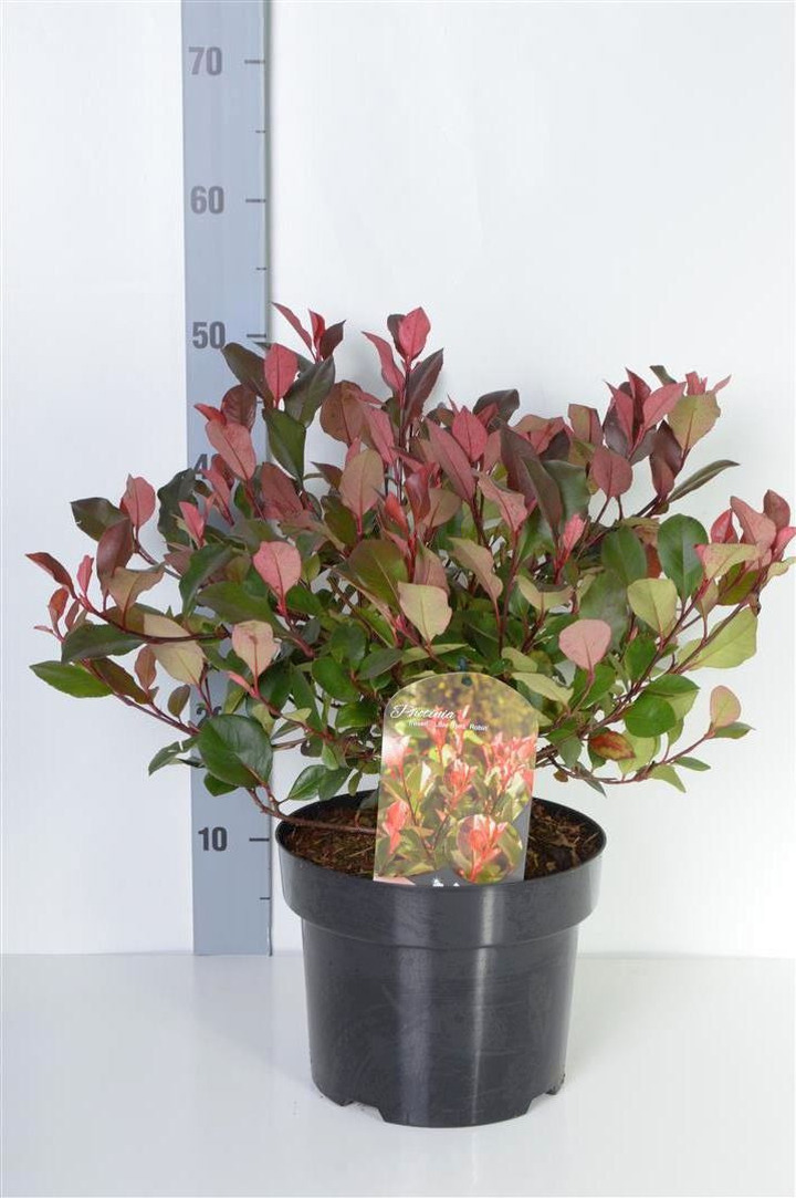 Fotinija (Lot Photinia fraseri) 'Little Red Robin' C5/P23 40-50 CM