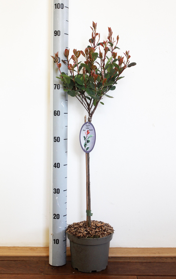 Fotinija (Lot Photinia fraseri) 'Little Red Robin' C3/P19 STIEBAS 45 CM | FOTINIJOS | KRŪMAI