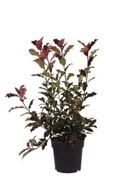 Fotinija (Lot Photinia fraseri) 'Magical Vulcano' C5/P23 50-60 CM