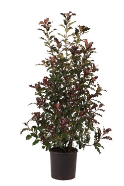 Fotinija (Lot Photinia fraseri) 'Magical Vulcano' C25 125-150 CM
