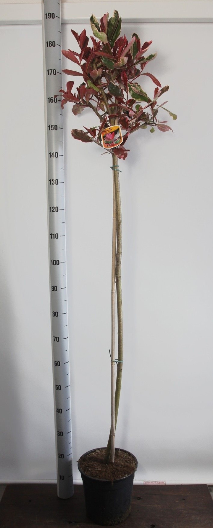 Fotinija (Lot Photinia fraseri) 'Pink Marble' C7,5/P26 KOTAS 120 CM | FOTINIJOS | KRŪMAI