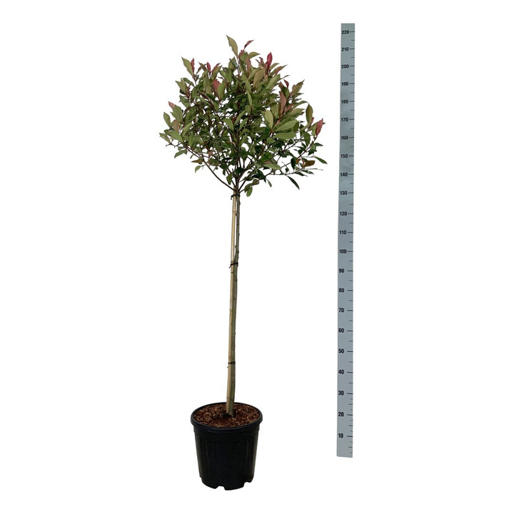 Fotinija (Lot Photinia fraseri) 'Robusta Compacta' C15 STIEBAS 90 CM