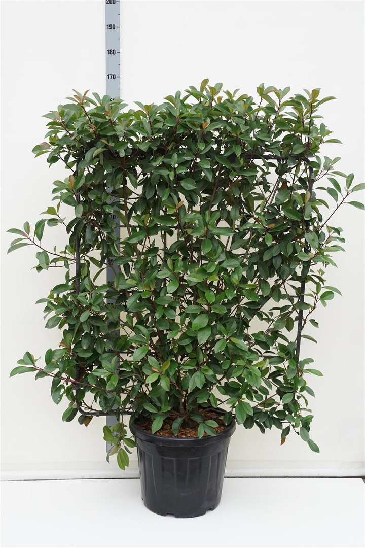 Fotinija (Lot Photinia fraseri) 'Red Robin' C45 ESPAL 120H100W