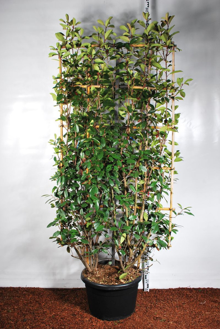 Fotinija (Lot Photinia fraseri) 'Red Robin' C60 190H110W | FOTINIJOS | KRŪMAI