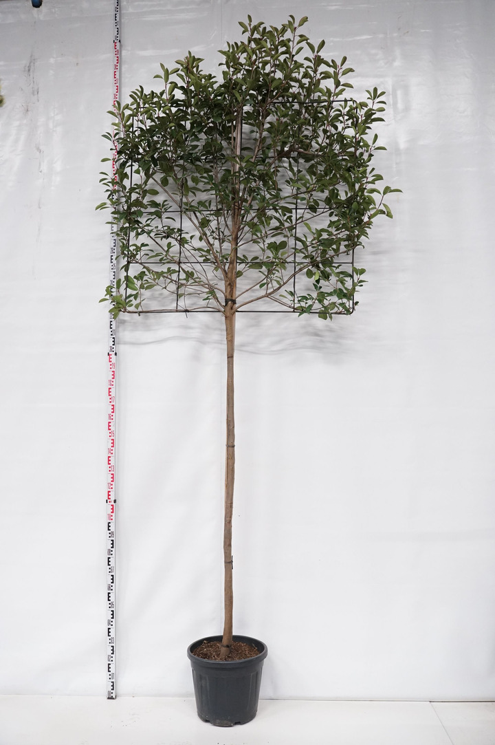 Fotinija (Lot Photinia fraseri) 'Red Robin' C35 KOTAS 200 CM KOTO APIMTIS 10-12 CM | FOTINIJOS | KRŪMAI