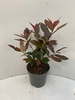 Fotinija (Lot Photinia fraseri) 'Red Robin' C2/P17 25-30 CM