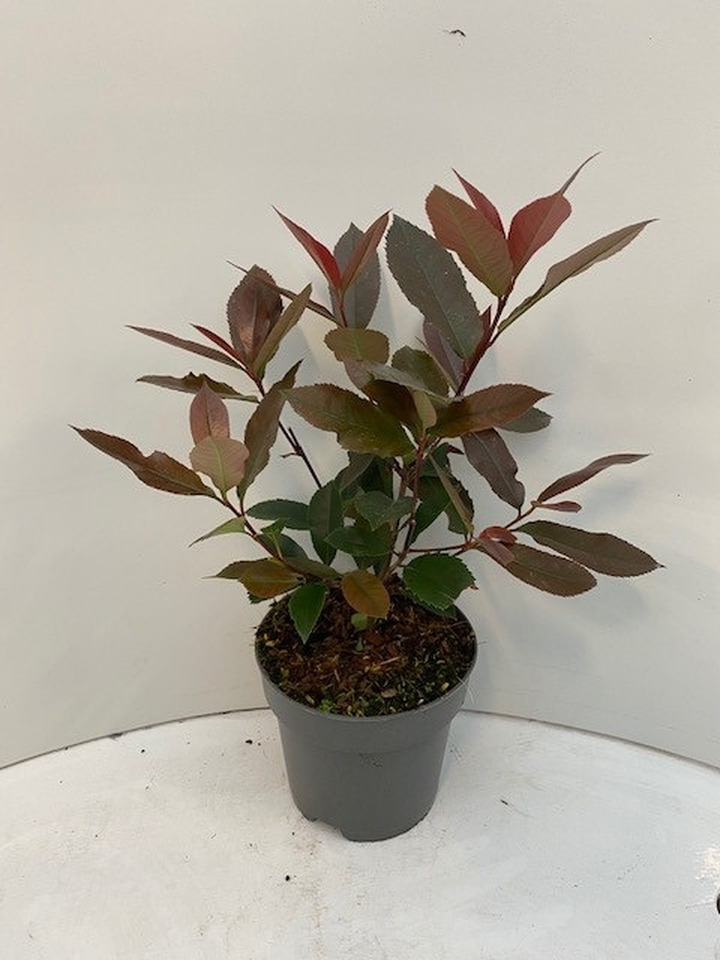 Fotinija (Lot Photinia fraseri) 'Red Robin' C2/P17 25-30 CM