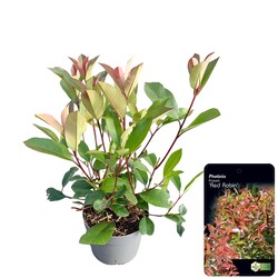 Fotinija (Lot Photinia fraseri) 'Red Robin' C2/P17 30-40 CM