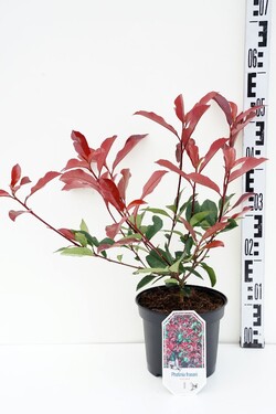 Fotinija (Lot Photinia fraseri) 'Red Robin' C3/P19 30-40 CM