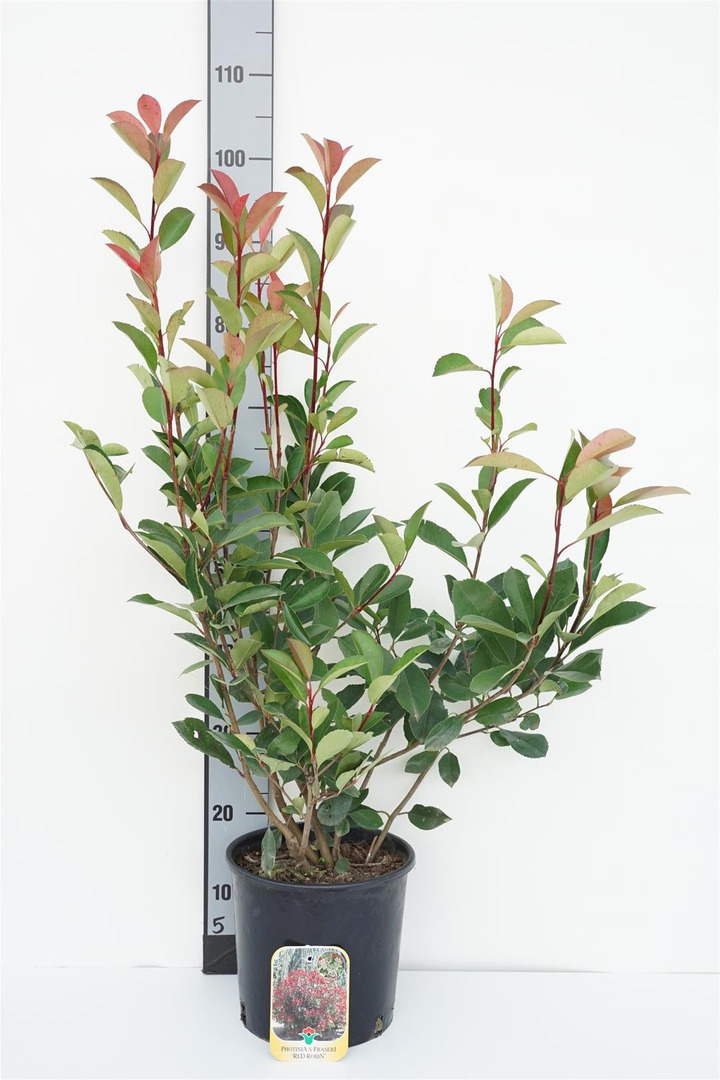 Fotinija (Lot Photinia fraseri) 'Red Robin' C5/P23 60/+ CM