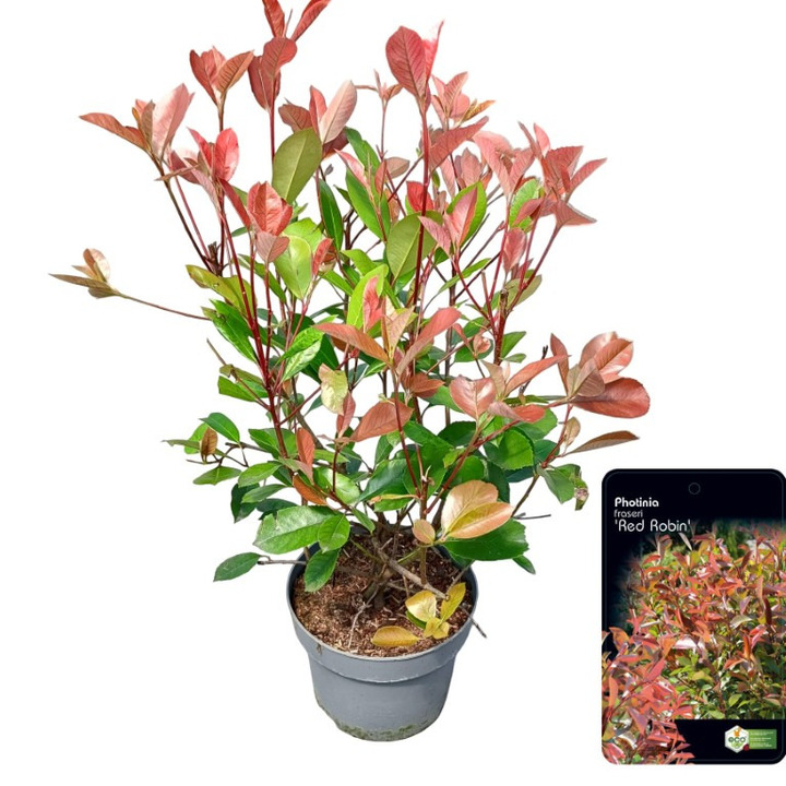 Fotinija (Lot Photinia fraseri) 'Red Robin' C5/P23 60-80 CM