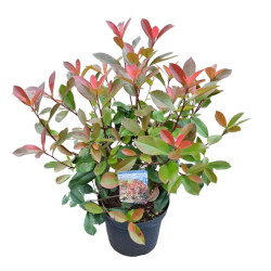 Fotinija (Lot Photinia fraseri) 'Red Robin' C7,5/P26 50-60 CM
